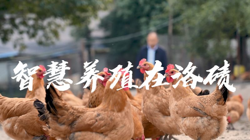 成都生物试剂标准品：精准科研的基石**