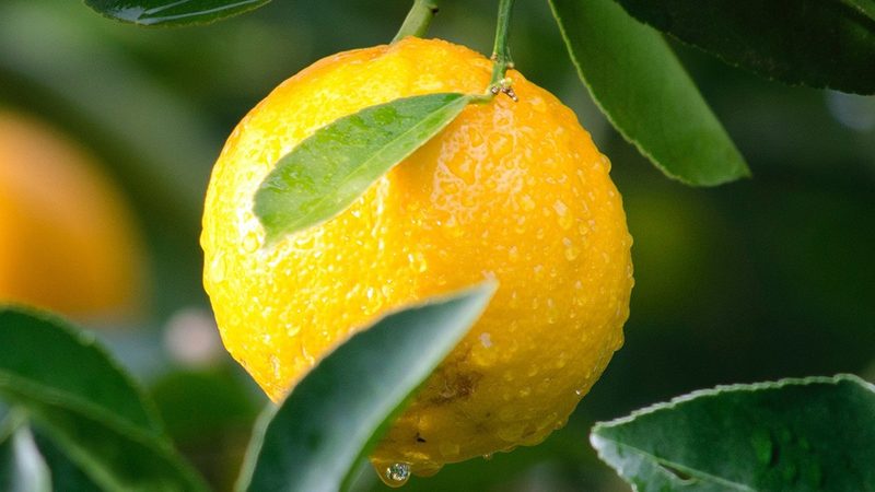 北京培养基质量哪家强？揭秘优质培养基的“秘密武器”**